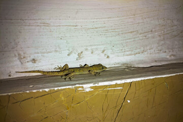 A small lizard entered the dark entrance of a multi-storey building in search of food: spiders, flies and other insects.