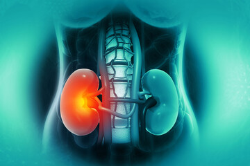Human Kidney Disease. Medical organ. 3d illustration