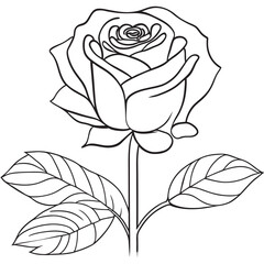 rose for drawing coloring book, vector illustration line art