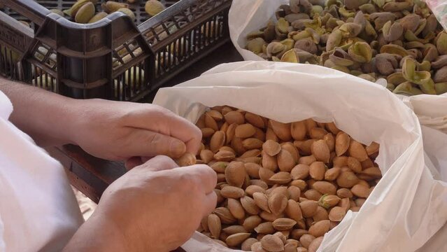 Man removing the greyish green pericarp from the kernel. Natural almonds, rich in vitamin E, fibre, magnesium...