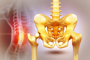 Bones of the pelvis and hip. 3d illustration - obrazy, fototapety, plakaty