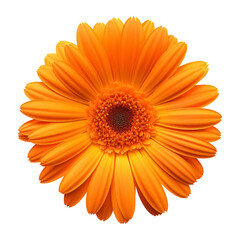 Beautiful single Calendula flower isolated on white background. Herbal medicine, aromatherapy.