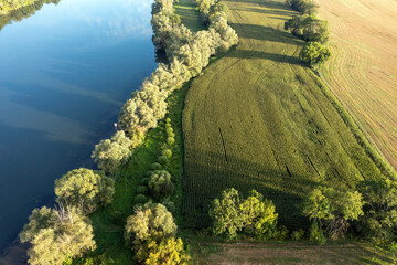 Culture de maïs en bordure de Seine sur la plaine des Ajoux entre Giverny et Vernon