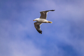 yellow-legged gull, (Larus michahellis), flying with blue sky and some clouds background 