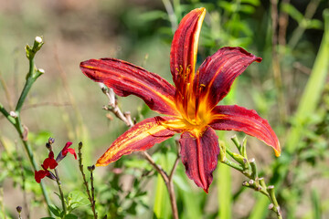 Close up shot of a beautiful Hemerocallis Autumn Red flower, common name, daylily