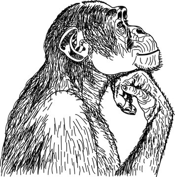 pensive monkey props his chin with his hand