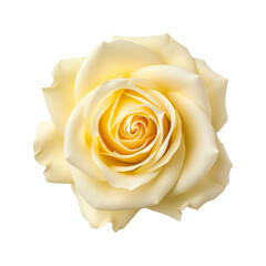 Beautiful single rose flower isolated on white background.