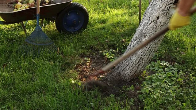 A man removes weeds on a trunk circle near a tree on a summer evening in the garden