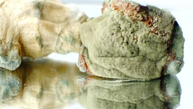 Mold on food macro on a white background. The danger of mold, stale products.
