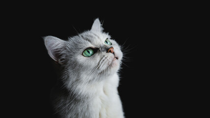 Studio Photography of a white Cat with crisp detail