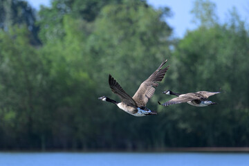 a couple of canada geese flying together