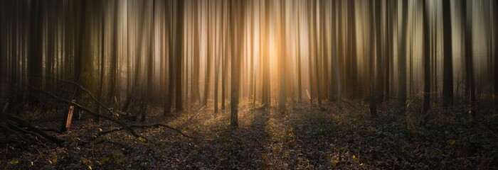 sunrise in the forest