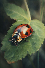 Fototapeta premium Coccinellidae or ladybug on the leaf of a plant. Generative AI.