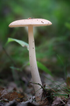 pilz im wald
(Wurzel Schleimr&uuml;bling )
