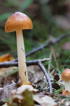 Pilz im wald
( Rotbrauner Scheidenstreifling )