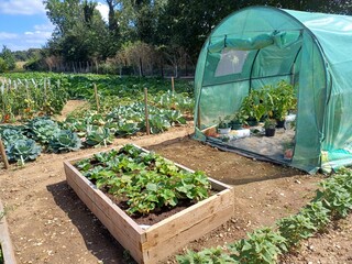 Vegetable garden, alltoment growing, towers of climbing beans, lettuce in raised bed
