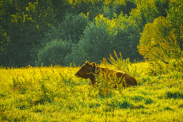 A brown cow lying on a green grass field
