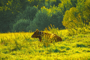 A brown cow lies on a green meadow in the rays of the dawn sun.  Animals living on a farm.  Agriculture in the village.