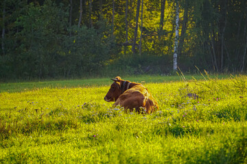 A brown cow lies on a green meadow in the rays of the dawn sun.  Animals living on a farm.  Agriculture in the village.
