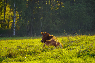 Brown cow lying rest on grass. Livestock and agricultural background. Close-up cow.