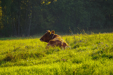 Brown cow lying rest on grass. Livestock and agricultural background. Close-up cow.
