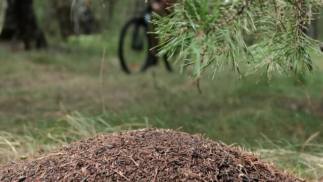 mountain bike.Healthy lifestyle.A man rides a mountain bike in the background behind an anthill