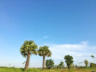 Obraz premium Two palms or Borassus trees and several other trees against a clear sky background may 21, 2023 16:17 Yogyakarta, Indonesia.