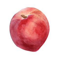Fresh whole red peach watercolor illustration isolated on white. Hand drawn ripe orange fruit nectarine. Painting food illustration, design element for package, label