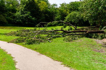 強風で倒された木