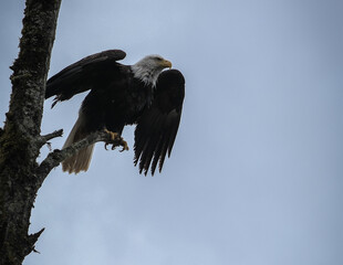 Alaskas national wildlife symbol Bald Eagle resting on branch of tree after fishing on cloudy day near Hoonah, Icy Strait Point