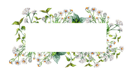 Frame of meadow medicinal flower, herb plants watercolor illustration isolated on white background. Daisy, chamomile, nettle, achillea millefolium hand drawn. Design for label, package, postcard