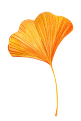 ginkgo leaf, autumn tropical leaf,  watercolor botanical decorative illustration, isolated flora