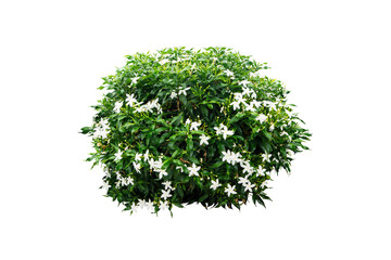 green bush with white flowers isolated - Powered by Adobe