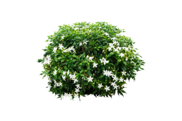 green bush with white flowers isolated