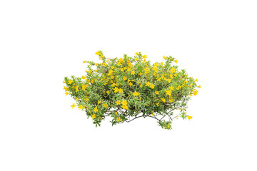 yellow flowers plant isolated, flowers bush - Powered by Adobe