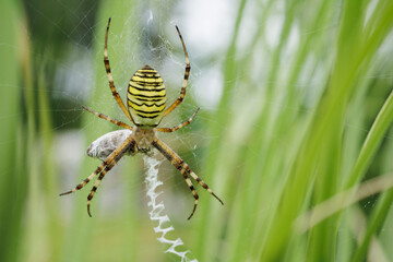 Vue macro d'une araignée jaune avec des rayures noires dans des hautes herbes d'un jardin avec sa proie