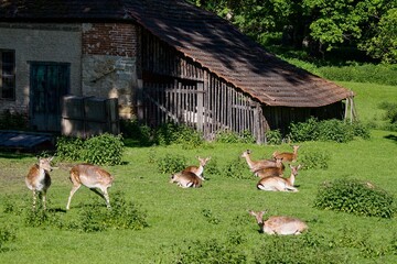 Fototapete bei efototapeten.de bestellen   