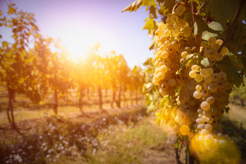 Ripe grapes in sunshine - 636282002