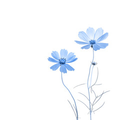 Blue flowers isolated on white background. Two cosmos flowers toned in blue for design.