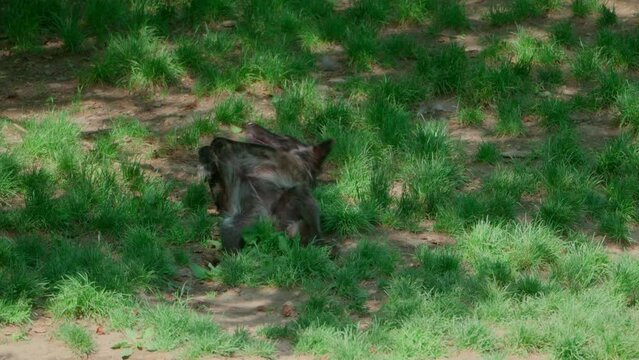 Canadian timber wolf