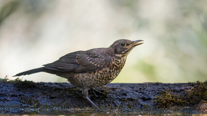 Eurasian Blackbird, female