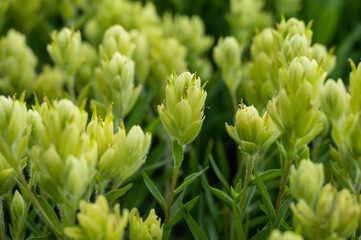 Small Paintbrush Flowers Begin to Open In Summer