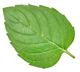 Obraz premium Mint leaves with Clipping Path isolated