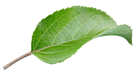 Apple leaf closeup isolated