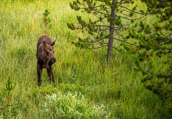 Small Moose Calf Standing In Tall Grass Looks To The Right