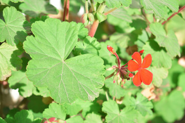 close-up view of a Geranium plant( Magnoliophyta; Geraniales; Geraniaceae; Magnoliopsida)