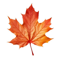 Naklejka na ściany i meble Autumn colored fall leaf isolated.