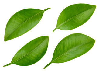Citrus leaves with isolated Clipping Path