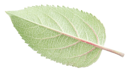 Fototapeta premium Apple leaves isolated on white background