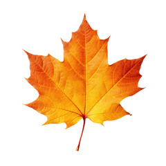 Fototapeta premium Autumn colored fall leaf isolated.